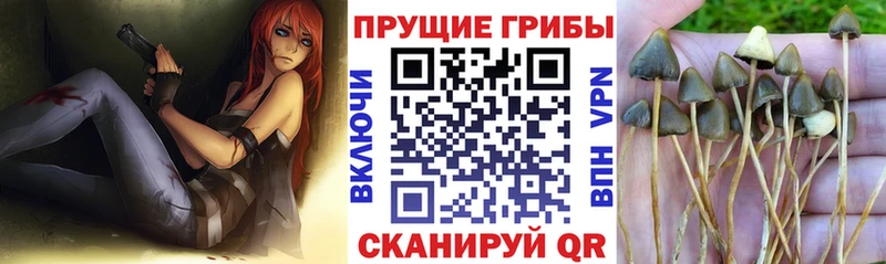 Псилоцибиновые грибы мицелий  Тамбов 